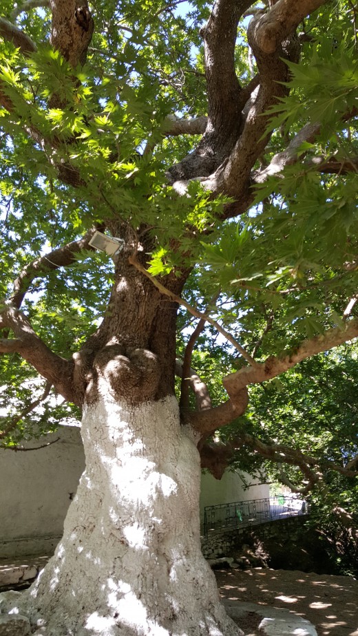 Danakos Plane Tree