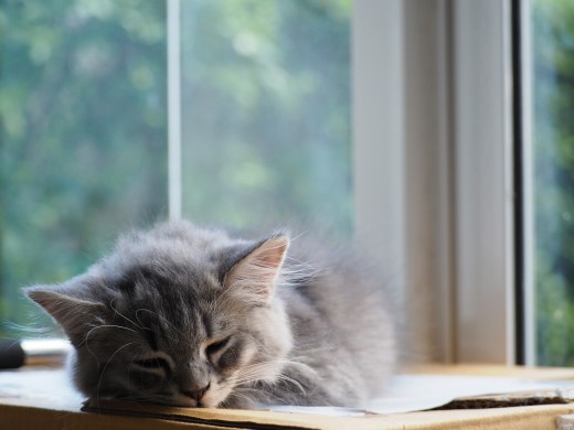 like this cat, I could fall asleep anywhere