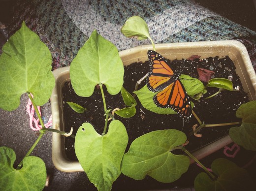 My children's monarch butterfly hatched!