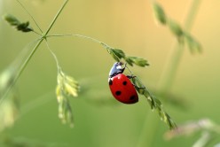Meaning of the Ladybug as a Spirit Guide