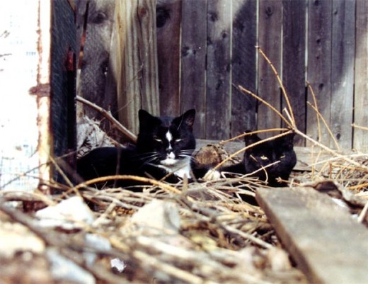 Although miracles can happen, any completely wild cat over the age of five will not be able to adapt to living indoors.  