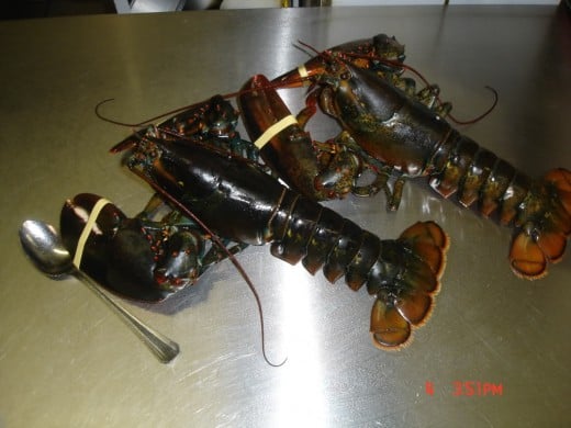 New Mexican Lobster...No Water Needed