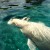 Beluga whale playing with ice Beluga whale playing with ice