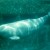 Beluga whale Beluga whale