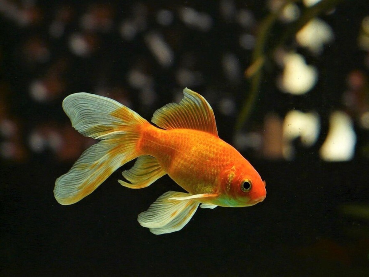 goldfish-interesting-and-surprising-facts-about-a-popular-pet-owlcation