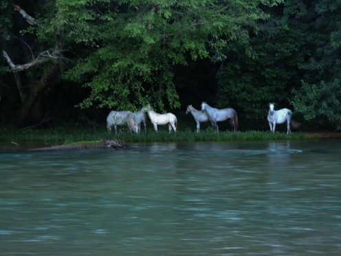Wild horses along the Current River in Missouri