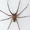 SpiderBytes profile image