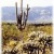 Tall multi-branched saguaro with teddy bear cholla cacti in the foreground in Saguaro National Park Tall multi-branched saguaro with teddy bear cholla cacti in the foreground in Saguaro National Park