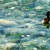 Duck in Montreux, Switzerland waters Duck in Montreux, Switzerland waters