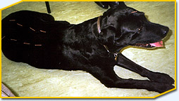 Dog being treated by acupuncture and relaxing!  