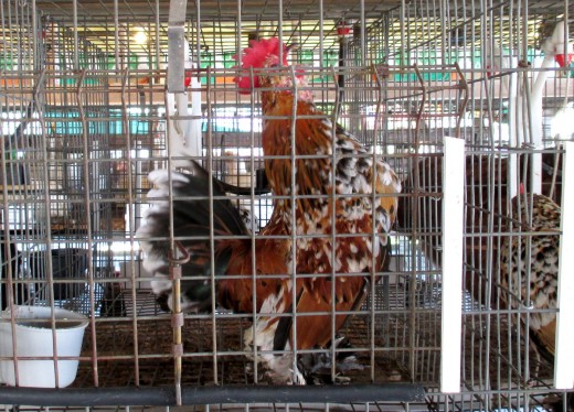 Rooster crowing at the 4-H fair
