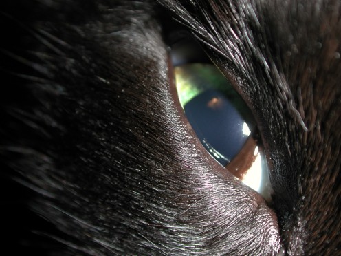 What’s That Creepy Third Eyelid in Dogs and Cats? What’s That Creepy Third Eyelid in Dogs and Cats?