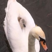 Debbie Cordwell profile image
