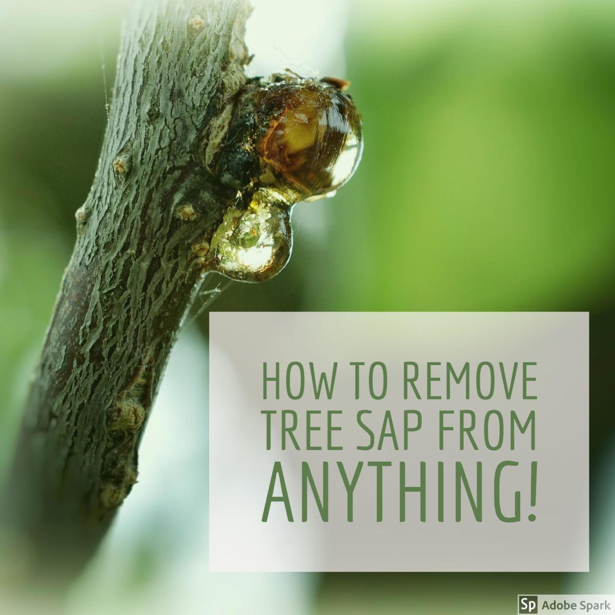 How to Remove Sticky Tree Sap or Pine Pitch From Almost ...