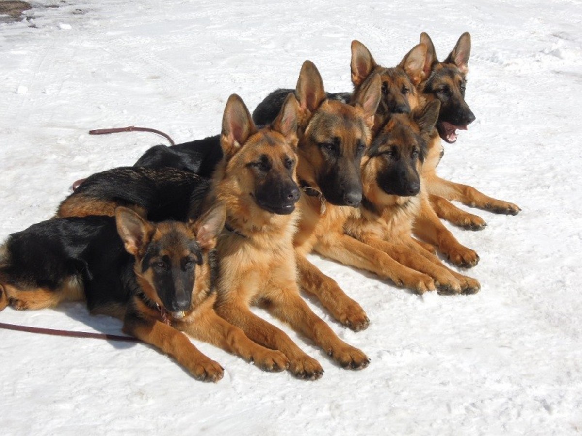 7 Dog Breeds Developed From the German Shepherd's Bloodline | HubPages