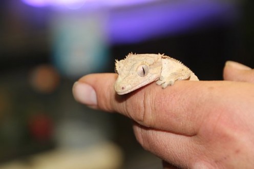 8 Pets That Are Easy to Care For 8 Pets That Are Easy to Care For
