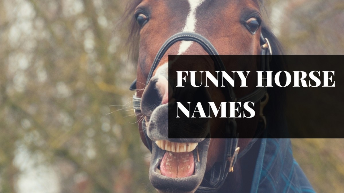 250 Awesome Horse Racehorse Names Pethelpful
