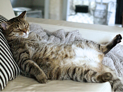"I know I look cute in this big fluffy body, but please help me lose a few pounds so I can move!"