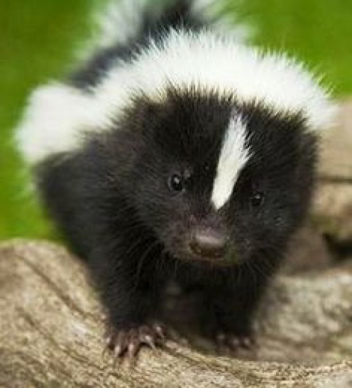 What to Do During a Skunk Encounter While Running What to Do During a Skunk Encounter While Running