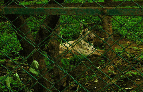 Tiger Safari - caged