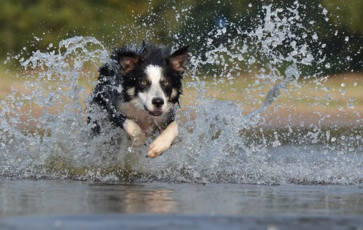 High-energy dogs need high-energy owners.