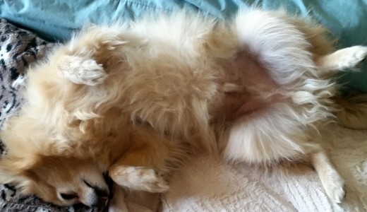 Oscar wants a tummy rub :-)