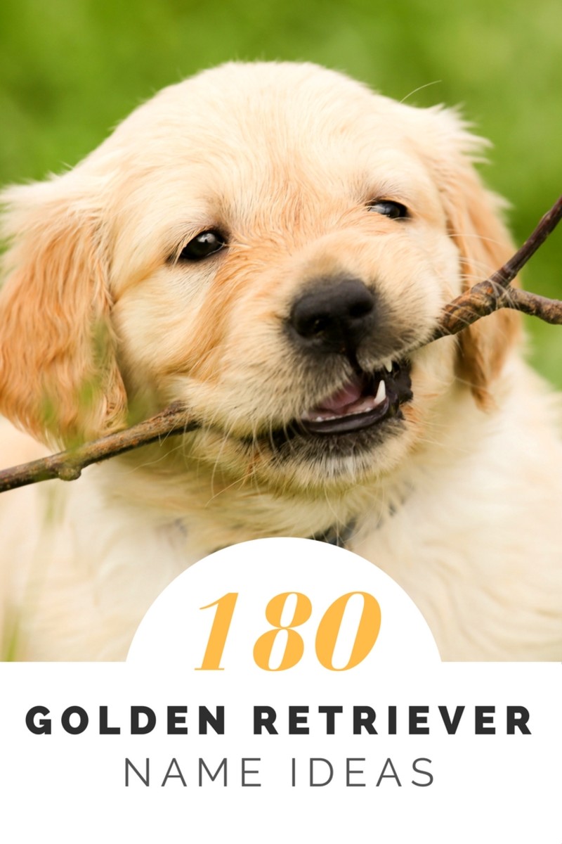 Over 180 Golden Retriever Names For Your Beloved Pup Pethelpful