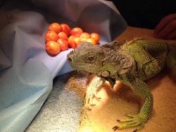Preovulatory Stasis and Other Medical Issues in Iguanas