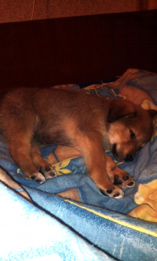 Chief, the day i got him home.