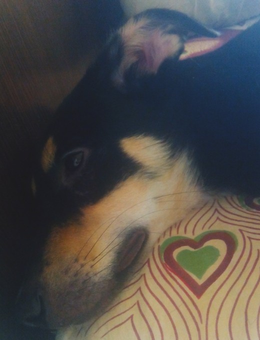 My pup Murphy