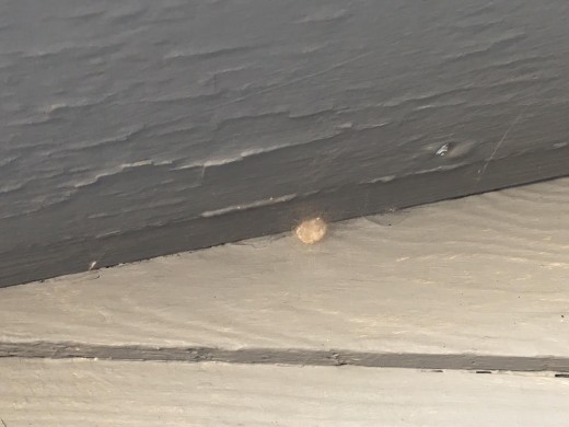 Spider egg sac on exterior