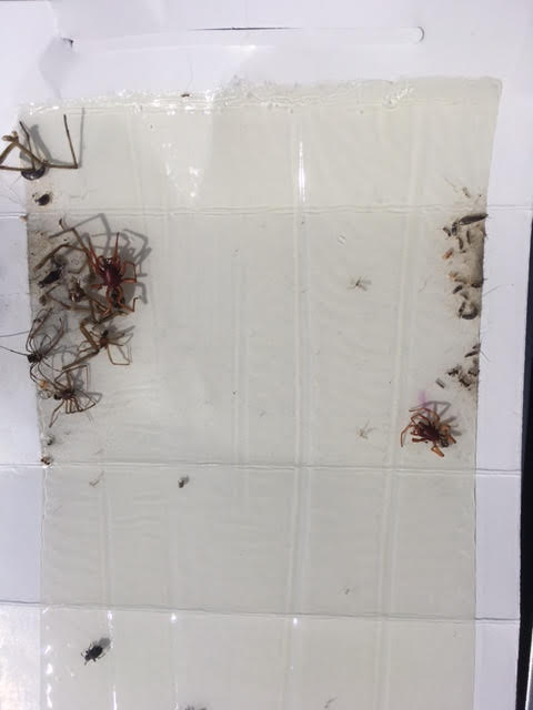 Insect monitors work