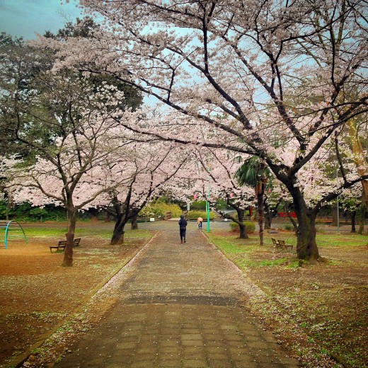 The iconic "Sakura" cherry blossom in my local park.