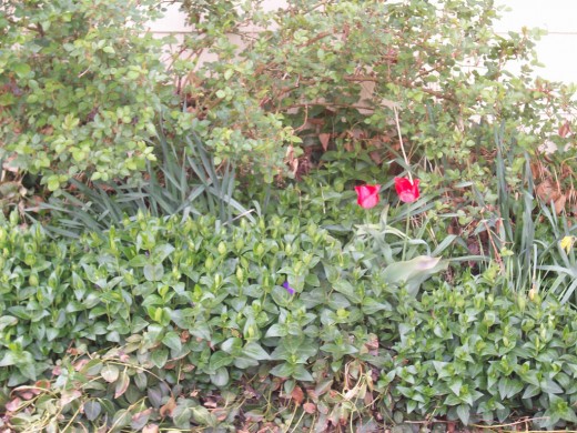 A patch of tulips blooming