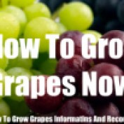 howtogrowgrapes profile image