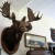 A moose head on the wall in the rail station. 