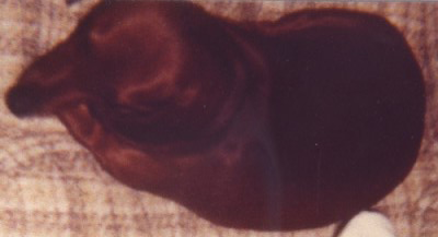 Daisy during her older years
