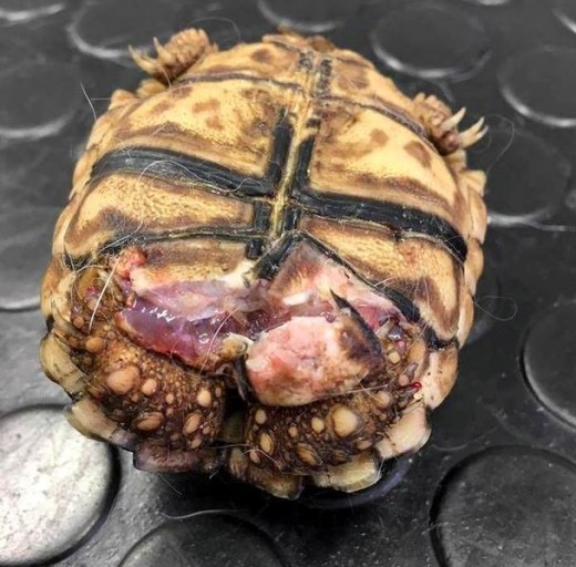 Why Does My Leopard Tortoise Have a Bubbly Nose? | PetHelpful