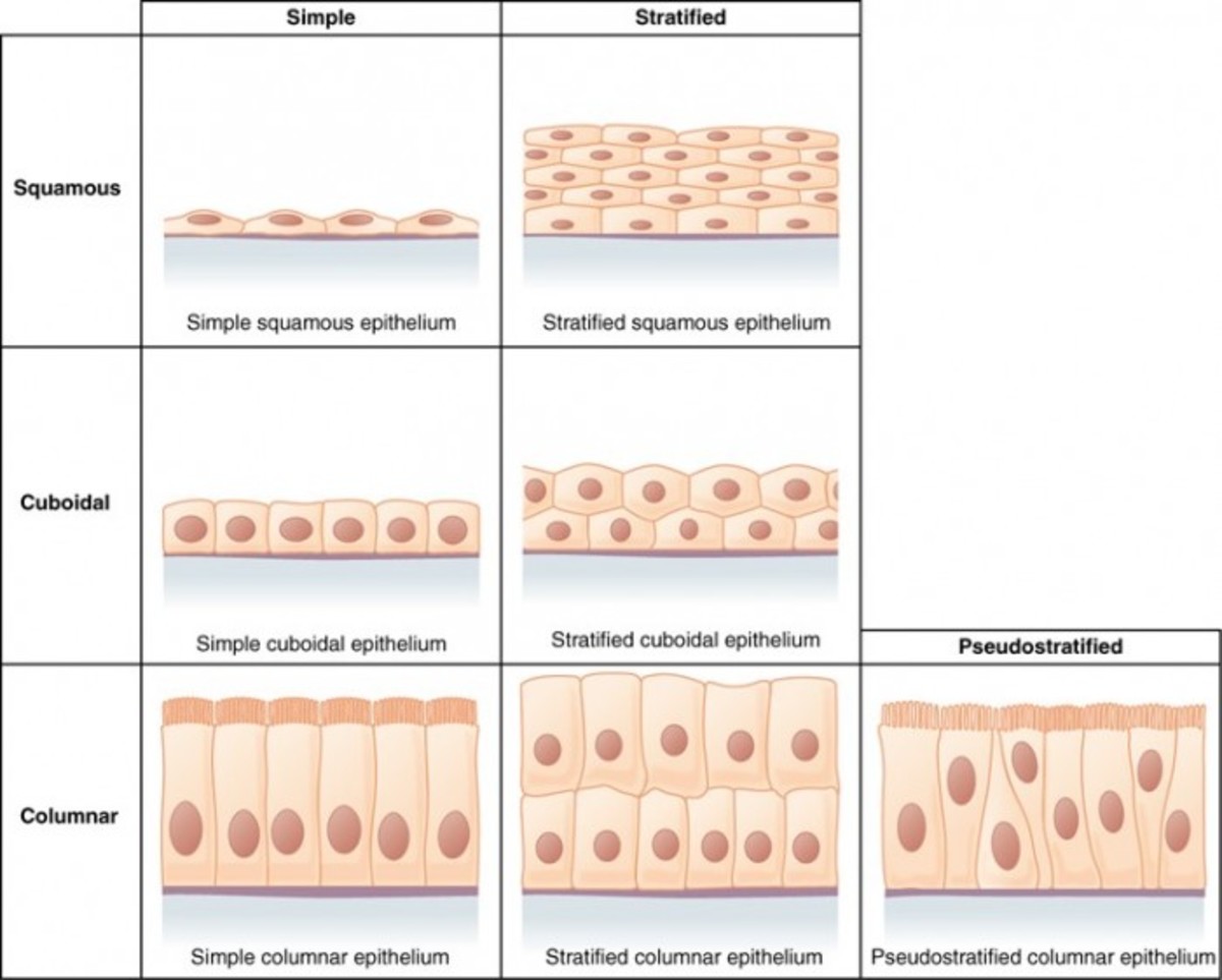 Epithelial Tissue Characteristics, Types, and Functions Owlcation