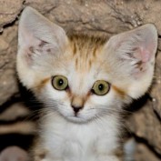 LimeyFeline profile image