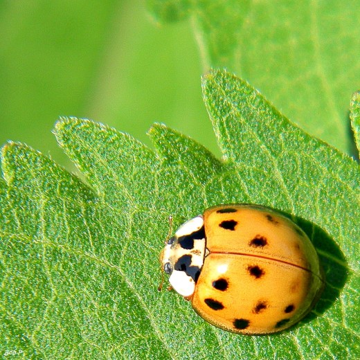 why-do-ladybugs-swarm-on-your-house-dengarden