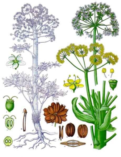 Ferula assa-foetida L. an common and cheaper substitute of silphium during Roman times.