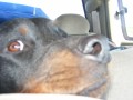 How to Keep your Dog and Cat Safe During Car Travel