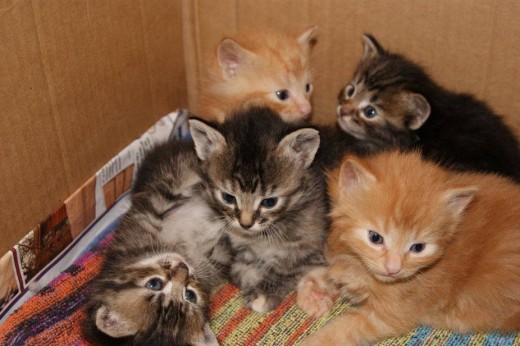 Working with animals at the shelter or vet office is a good job for teenagers.