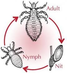 Head Lice-How to Recognize, Treat and Prevent | HubPages