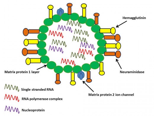 Other images depict the nuclear material as one, the polymerase plus the RNA plus the nucleocapsid protein. Others show the polymerase separate but the nucleocapsid and RNA together. Here they are depicted as separate units for ease of illustration.