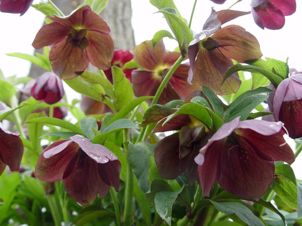 how-to-plant-and-care-for-lenten-roses-dengarden