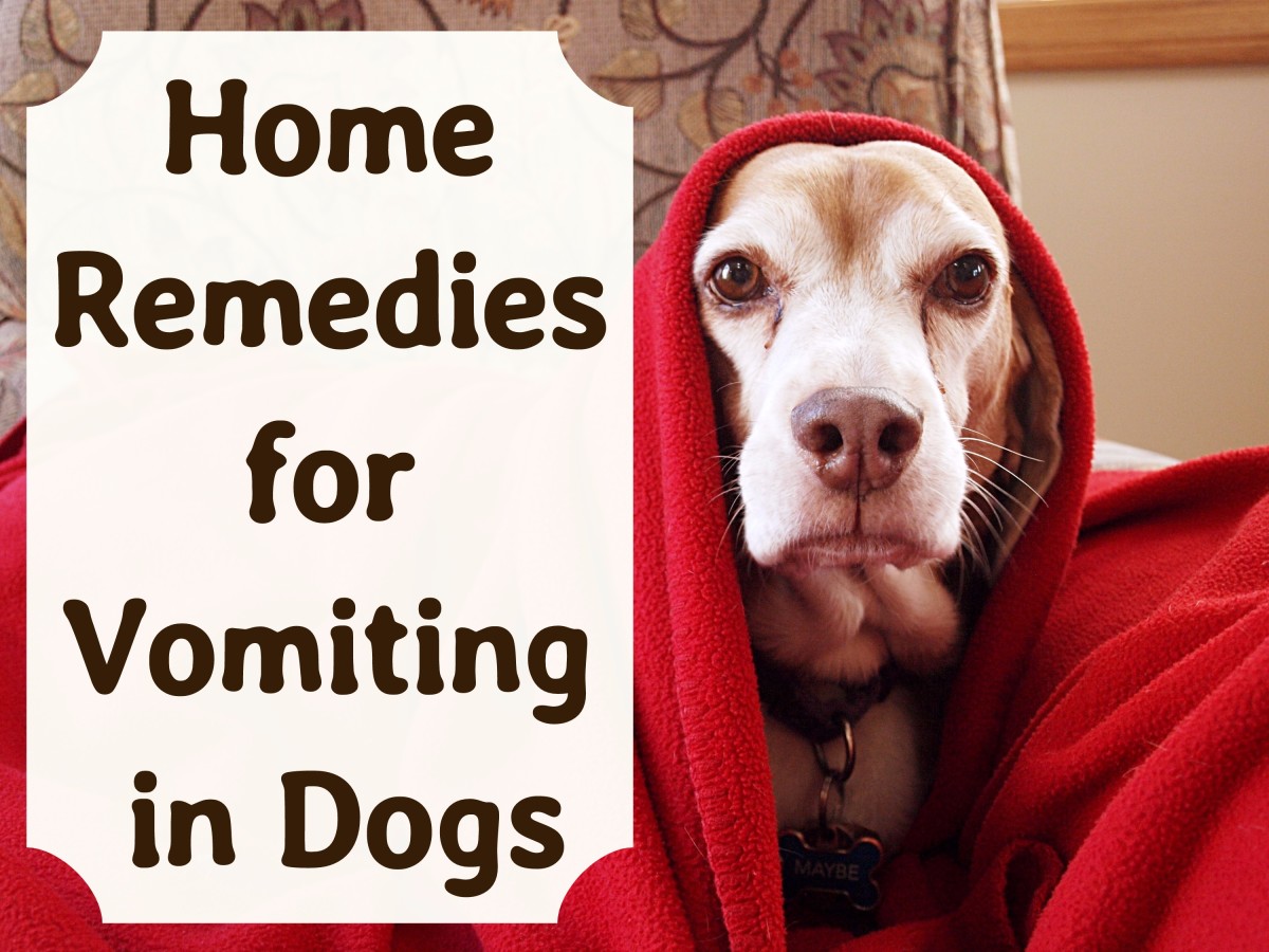 Effective Home Remedies for Vomiting Dogs | PetHelpful