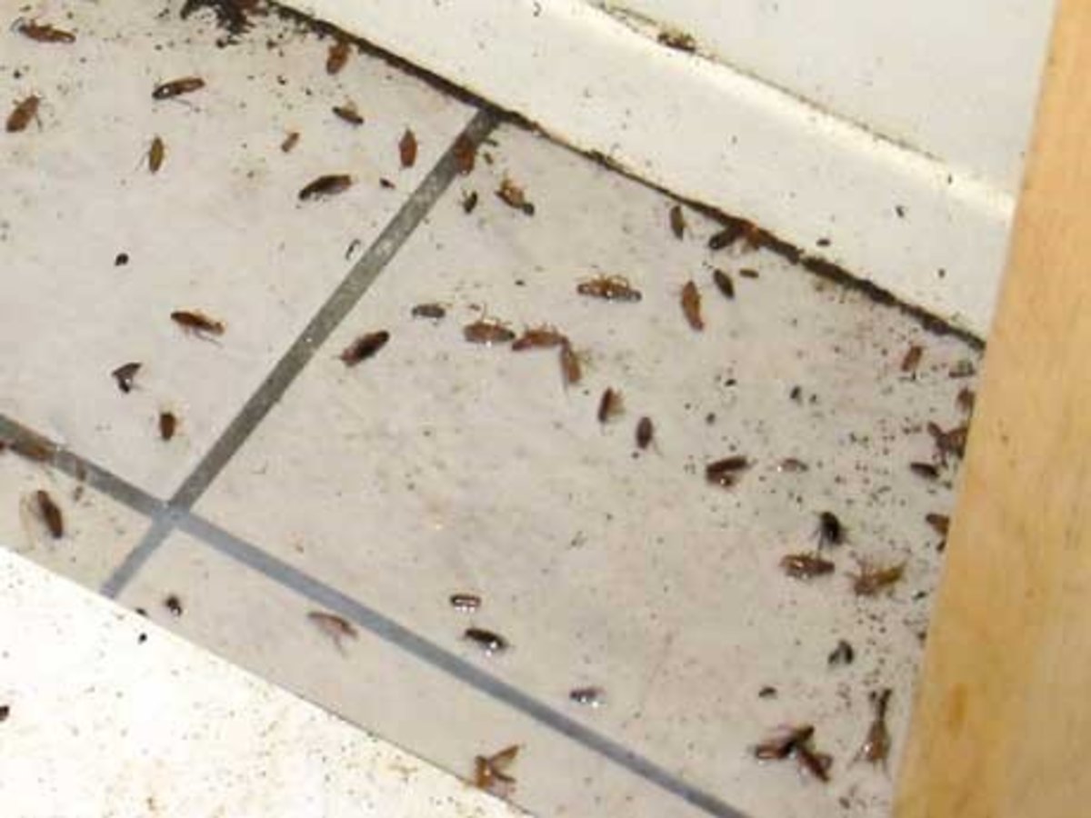 How To Get Rid Of Roaches Diy Extermination Dengarden