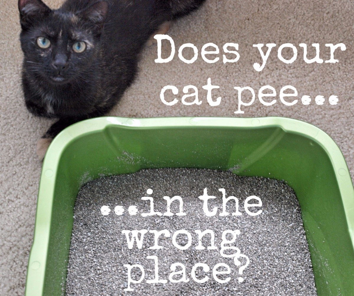 How to Get Rid of Sour Cat-Urine Odor